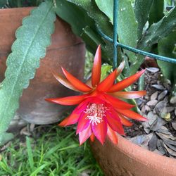 Red Epiphyllum Cactus