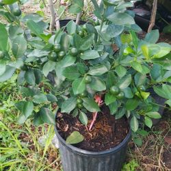 Kumquat Plant 