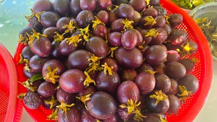 Fresh Purple Passion Fruit 50 cents each