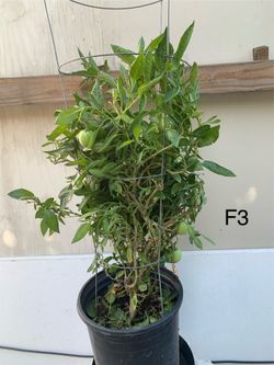 F3- Pepino Plant 長生果樹