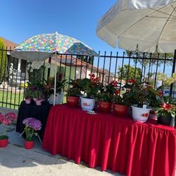 Mother’s Day plant arrangements