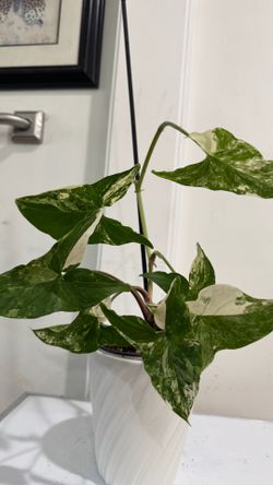 Syngonium Albo