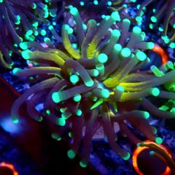 Saltwater Reef Fish Tank Decorations 