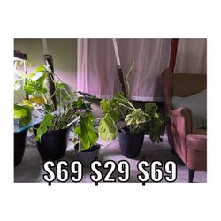 Variegated Monstera deliciosa, the Swiss cheese plant  