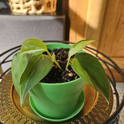 Philodendron Brasil (Green pot-C)