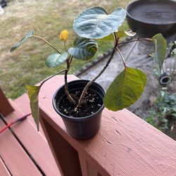 House Plant/ Aralia Fabian, Polyscias 