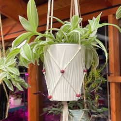 Tradescantia Albiflora Variegated Easy To Care House Plant In Beautiful Textured Pot 5”H.
