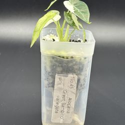 Alocasia Green Bambino Variegated 