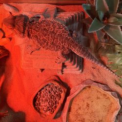 Bearded Dragon And Tank 