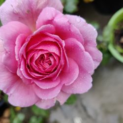 Blooming Rose Plant 1-gal Beautiful Fragrant 