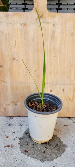 Pseudophoenix Sargentii