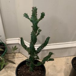 Euphoria Tortilia Plant Spiral 