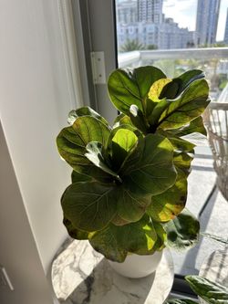 Plant Incl Planter (fiddle Leaf)