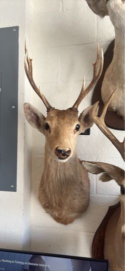 European sika deer