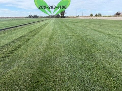 Best QUALITY Sod