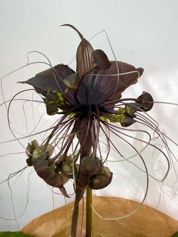 Plants (8”pot🦇Black Bat/ Spath Vampire plants $30)