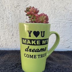 Succulents Jelly Bean In A Coffee Mug 