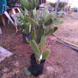 Cactus For Sale