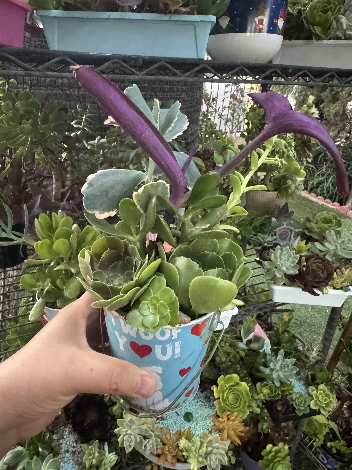 Succulent