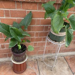 Plants Garden Patio Porch