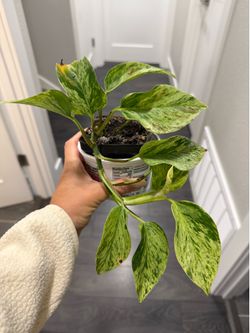 Pothos plant in pot vibrant color pretty young indoor