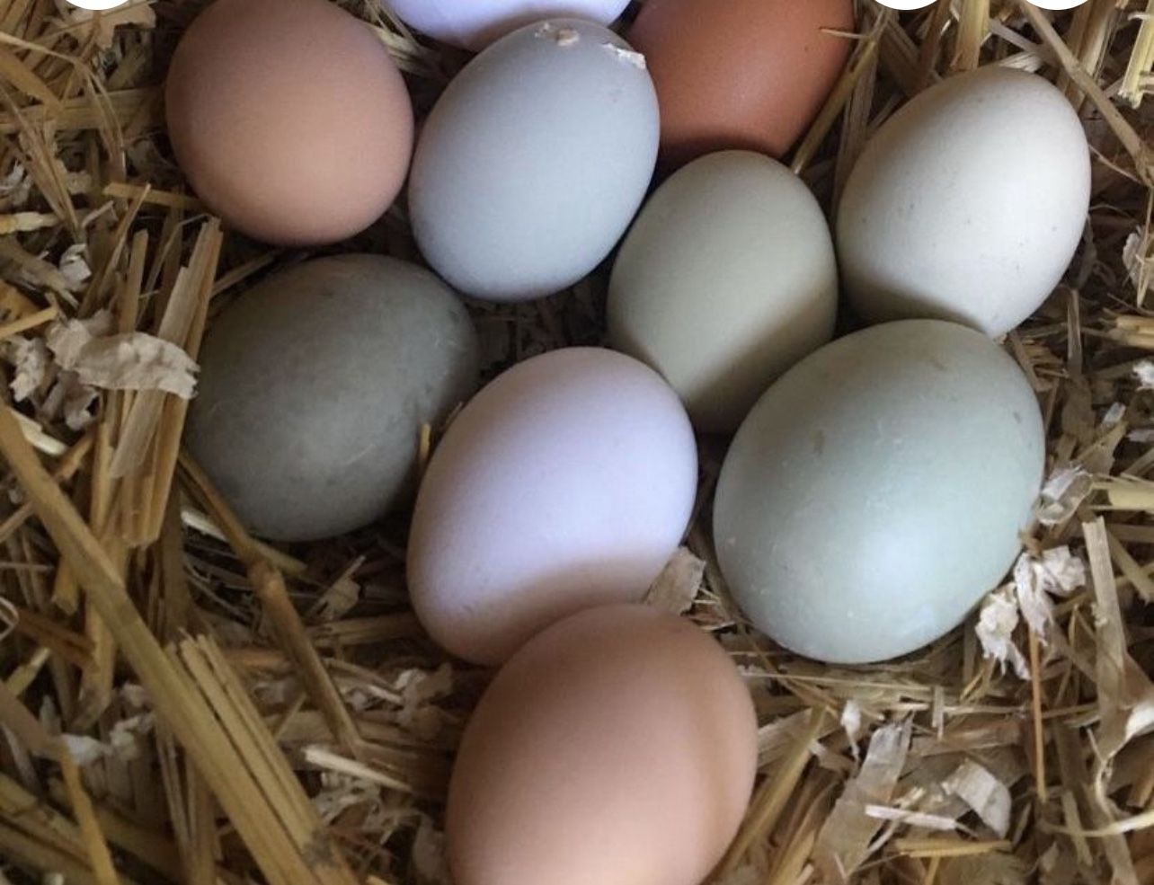 Organic Eggs, 30 Eggs For $15 Only