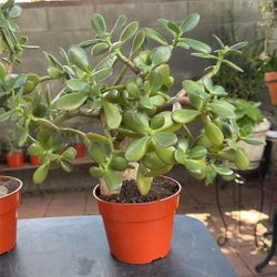 Succulent Plant/planta Jade