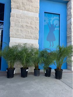 5 Pygmy Date Palms