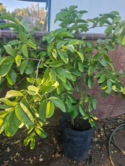 Arboles Frutales Guava, Higos, Limones, Guamuchil, duraznos, Papayas, Jujube,