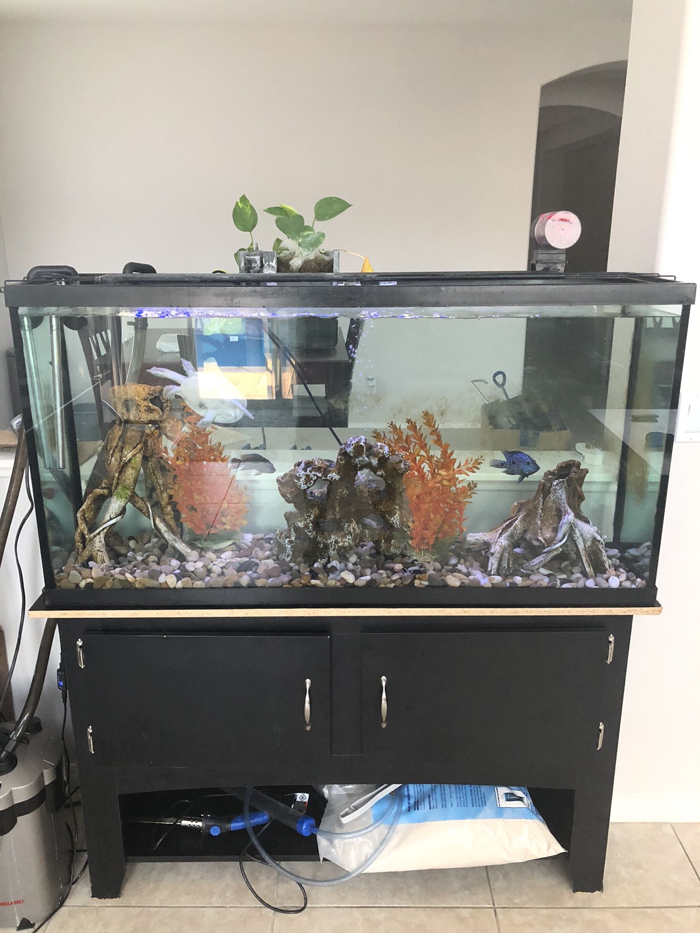 60 gallon Aquarium Fish Tank