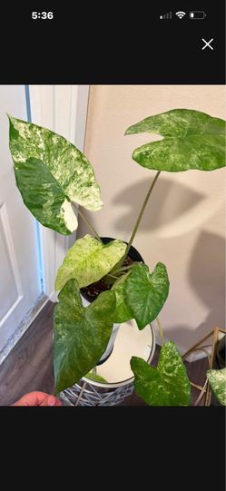 Big Alocasia Odora Batik