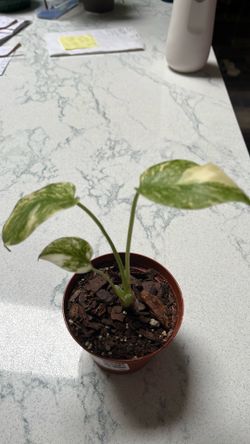Monstera Cream Cheese