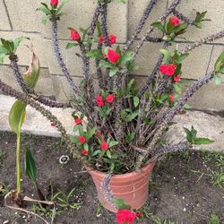 Beautiful Succulent Plant 