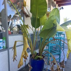 FREE PLANTS