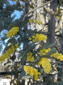 Acacia Baileyana, Bailey Acacia plant tree