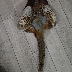 Pheasant 