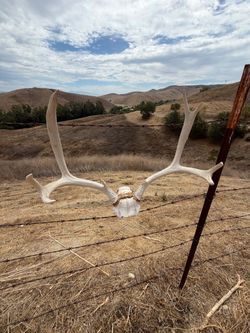 Deer antlers