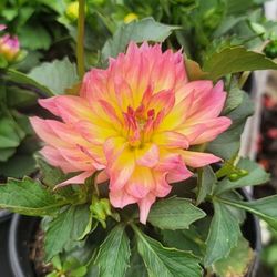 Flower Plant