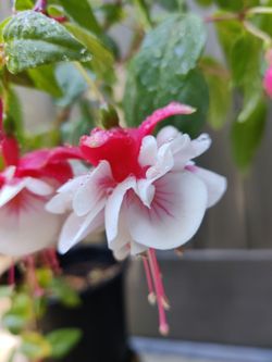 Live plant 2-gal beautiful fuchsia blooming double pedals