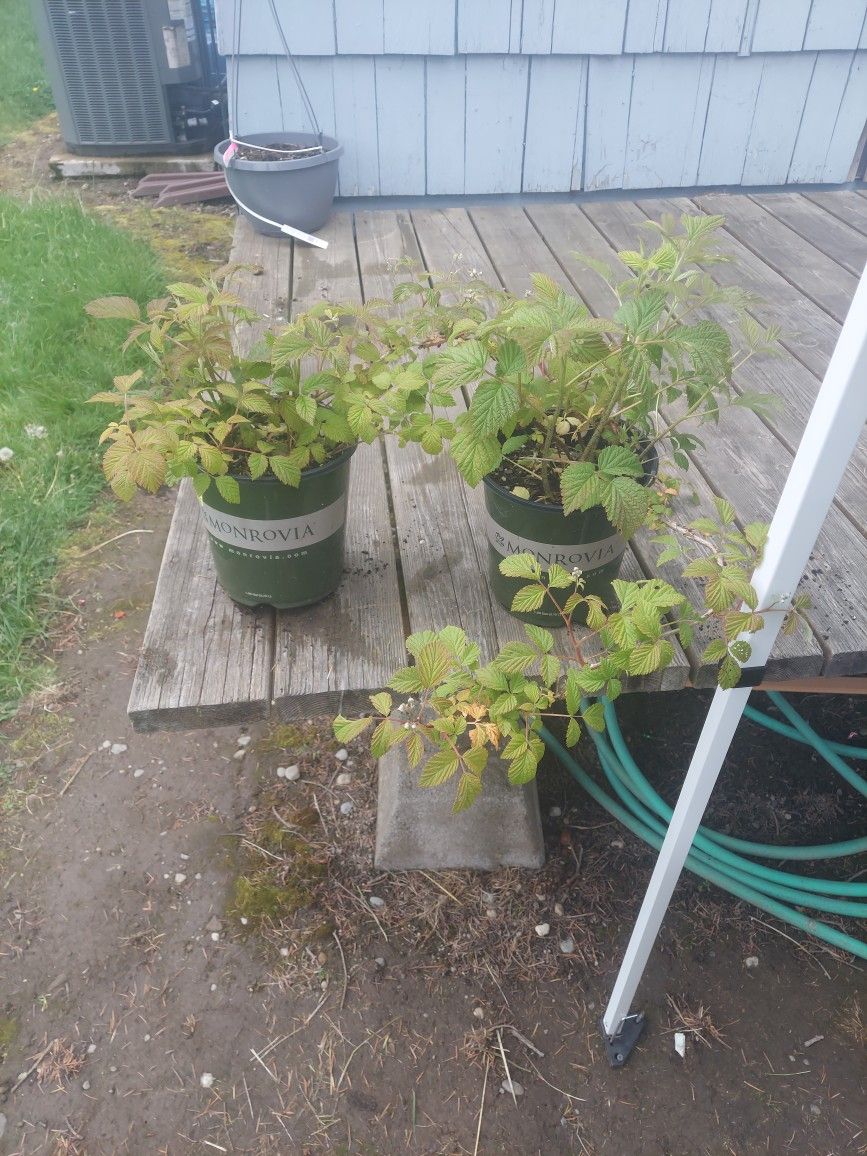 Raspberry Plants