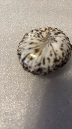 Art Glass Sea Urchin Figurine Coastal Beach Decor White Brown Speckled