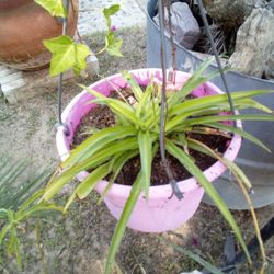 THE EVERGREEN POWERHOUSE! 🌿💥 MASSIVE SPIDER PLANT – THE HOME TRANSFORMER!