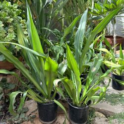 Giant Cabuya / False Agave Plants