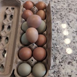 Fresh Eggs