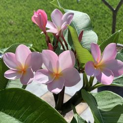 Plumeria - Single Stem 