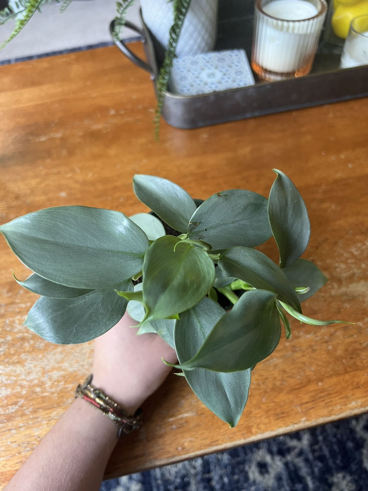 PENDING Philodendron Silver Sword 4in