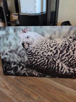 Chicken photo on canvas