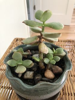 Succulent live plant in a beautiful ceramic pot Thumbnail