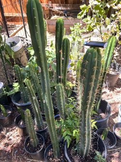 San Pedro Cactus (Landscaping/Ornamental)