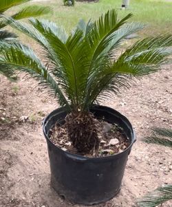 Sago Palm